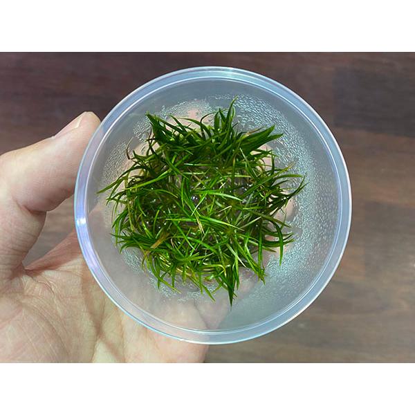 組織培養カップ Ech. テネルス 1カップ