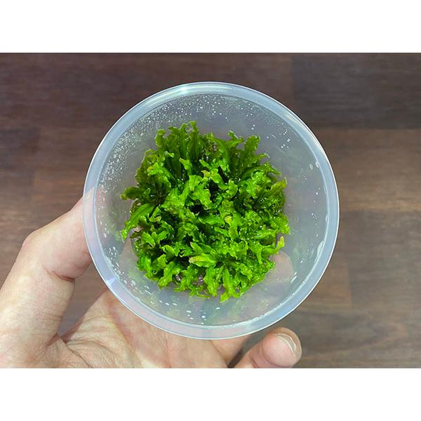 こちらの商品は「生体」です。送料と別途に生体梱包料500円を頂戴しております。必ずご購入前にお支払いについて内の「手数料について」および返品、交換、保証について内の「商品の保証について」をご確認の上、ご注文ください。