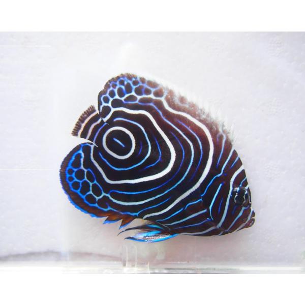 タテジマキンチャクダイ 幼魚 ｍｌ Buyee Buyee Japanese Proxy Service Buy From Japan Bot Online