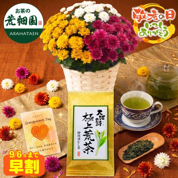 敬老の日 プレゼント 80代 70代 ギフト 2026 花 ガーデンマム 菊 お茶 緑茶 静岡茶 ガーデンマム＆静岡茶 ポイント利用 ポイント消化 爆買