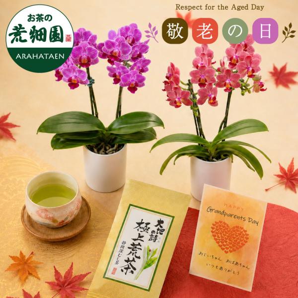 敬老の日 ギフト 2026 プレゼント 花 ミニ胡蝶蘭 お茶 緑茶 静岡茶 60代 70代 80代 選べるミニ胡蝶蘭＆静岡茶 ポイント利用 ポイント消化 爆買