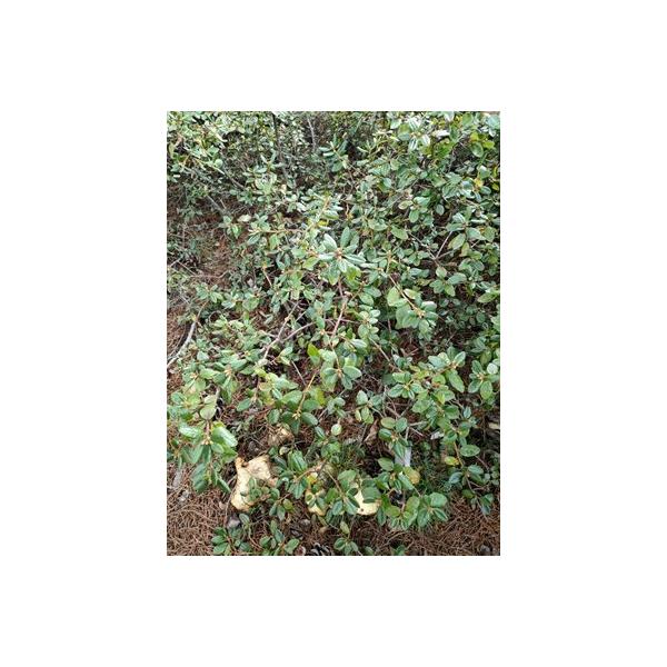 地植えのため出荷できる期間は５月、１１月となります。ですので、出荷時期以外は予約となります。ご了承おねがいします。春はこちらが忙しいため連絡が遅くなったり、樹木自体も越冬で痛んでいることがあるため秋の出荷をおすすめします。箱のサイズが決まっ...