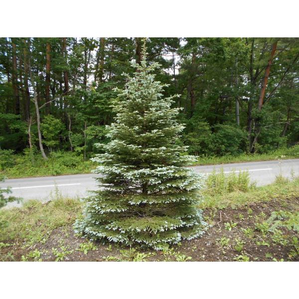 プンゲンストウヒ　ファットアルバート araragi-en_fat-h400