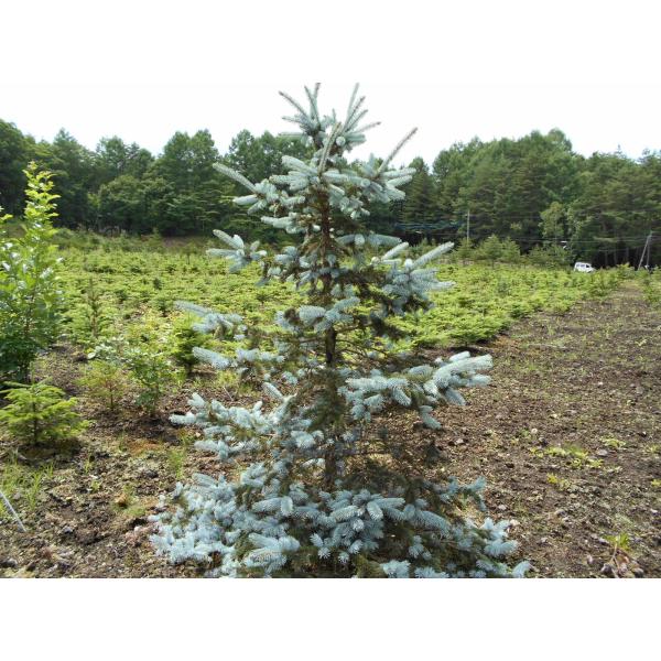 ③　プンゲンス　トウヒ　ホプシー　７号　最高等級極上品‼️ ② プンゲンス トウヒ ホプシー7号 最高等級極上品‼️ - メルカリ