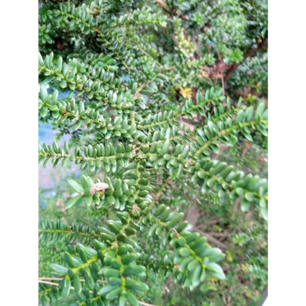 イチイ(アララギ)の丸盆