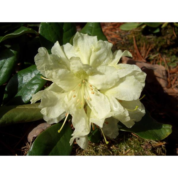 キバナシャクナゲ/小葉性/大株【現品発送】管理60895 キバナシャクナゲ/小葉性/大株【現品発送】管理60895