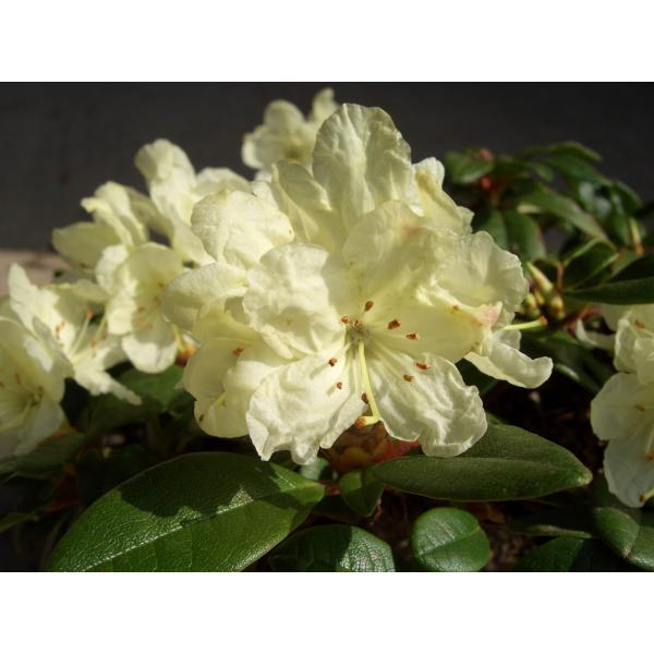 キバナシャクナゲ/小葉性/大株【現品発送】管理60895 希少・キバナシャクナゲ【小葉性】【現品】管理1101【植木・苗木・庭木】