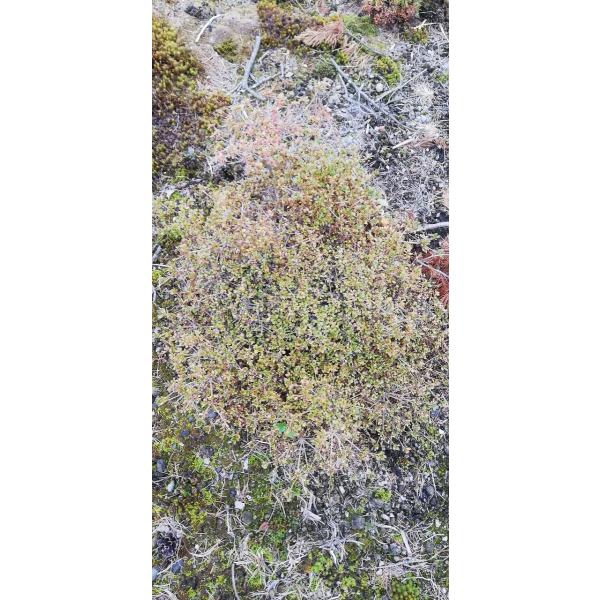 深山霧島 ミヤマキリシマ 絞り咲き 浅間絞り 幅60cm内外 : アララギ