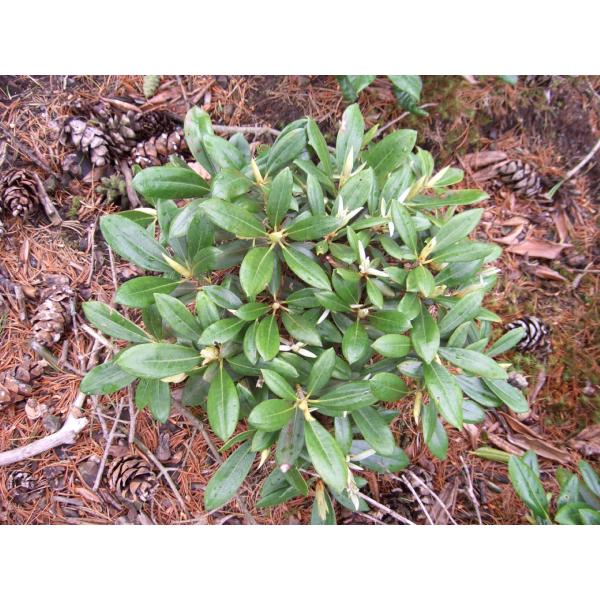 隠岐シャクナゲ オキシャクナゲ 約W60cm : アララギ園有限会社 - 通販