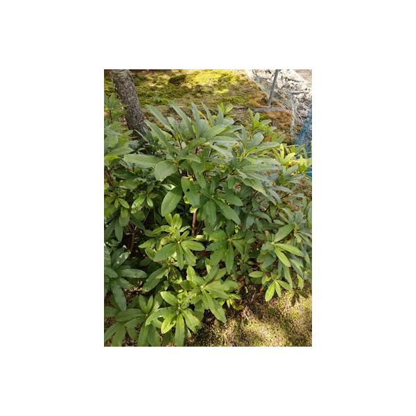 シナノツツジ/信濃ツツジ/銀河【現品発送】管理70851 信濃つつじ シナノツツジ 八重咲き 銀河 高さ約80cm : アララギ園