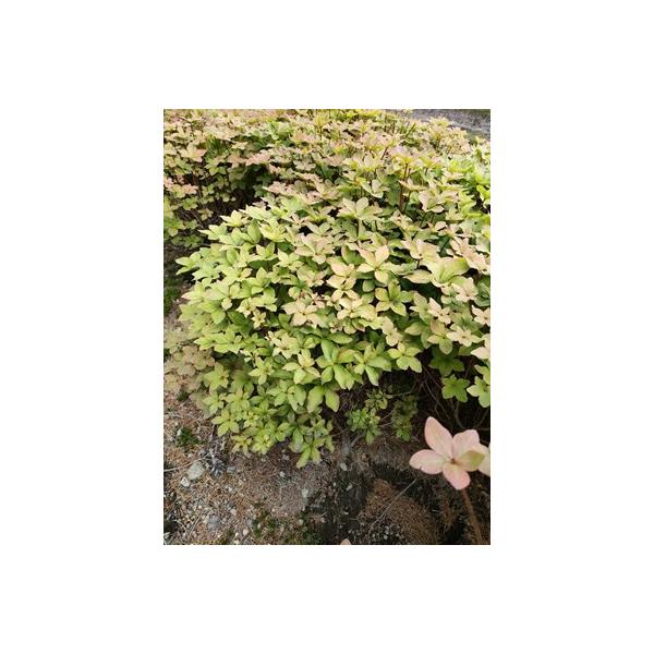 白八潮つつじ シロヤシオツツジ 高さ約50cm : アララギ園有限会社
