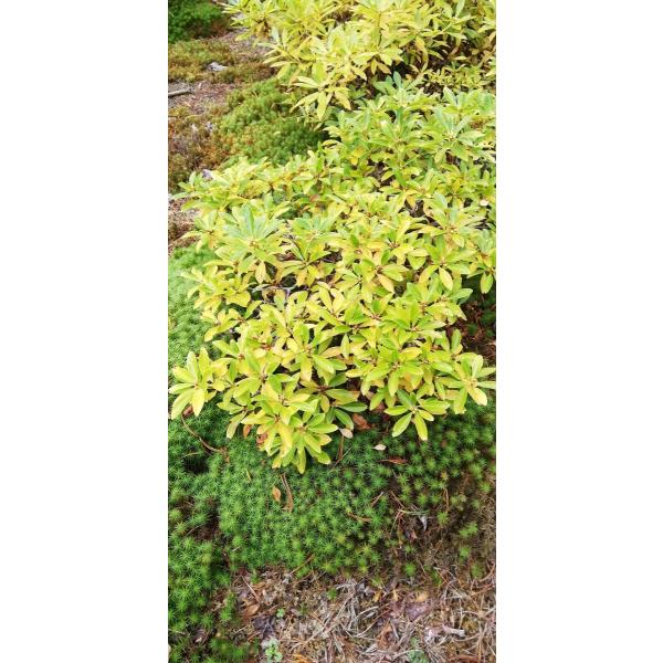 白花タンナゲンカイツツジ【現品発送】管理80175 白花タンナゲンカイツツジ 約W40cm : アララギ園有限会社 - 通販