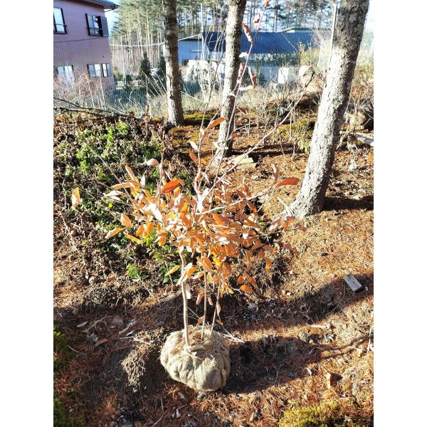 美しい紅葉と樹形 株立の ヤマコウバシ 668 樹高1.2m位 縁起担ぎの木 美しい紅葉と樹形 株立の ヤマコウバシ 668 樹高1.2m位 縁起担ぎの木