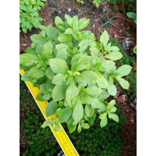 白花ヨウラクツツジ 約高さ30×幅30cm : アララギ園有限会社 - 通販