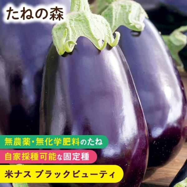 ナス科　約30粒入蒔き時：2月〜5月収　穫：6月〜11月1902年に作出の米ナスの伝統品種。焼きナス、揚げナスはもちろん、煮崩れしにくいので煮込み料理にも最適！2024年12月 発芽率 75%以上採種地 イスラエル有効期限：発芽検定月より１年