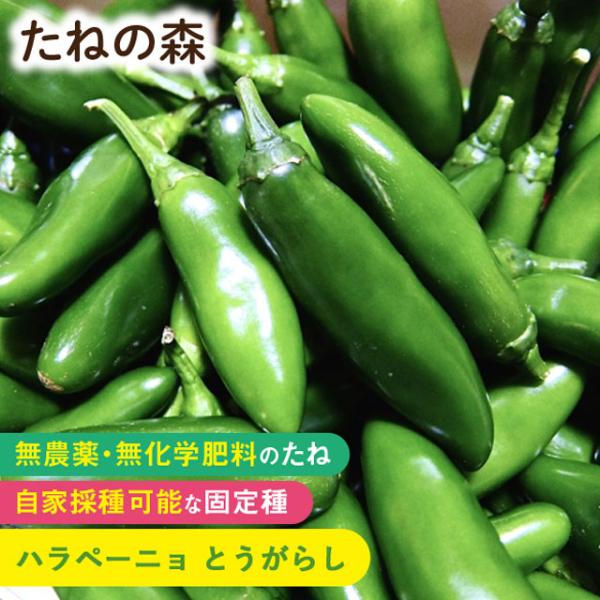 ナス科　約30粒入蒔き時：2月〜5月収　穫：6月〜11月メキシコを代表するとうがらしでサラダや炒め物、サルサソースやピクルスなどに利用します。2025年9月 発芽率 83%以上採種地 イスラエル有効期限：発芽検定月より１年