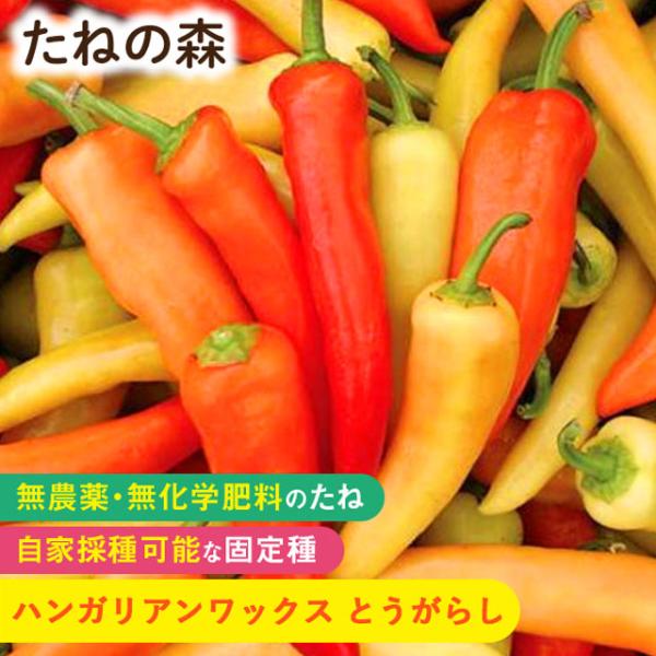 ナス科　約30粒入蒔き時：2月〜5月収　穫：6月〜11月ハンガリーの伝統品種で、長さ10cm〜15cmの実は、熟すにつれて、黄色〜橙色〜赤色へと変化し、辛味が強くなります。サラダや炒め物、ピクルスなどに！2024年10月 発芽率 90%以上...