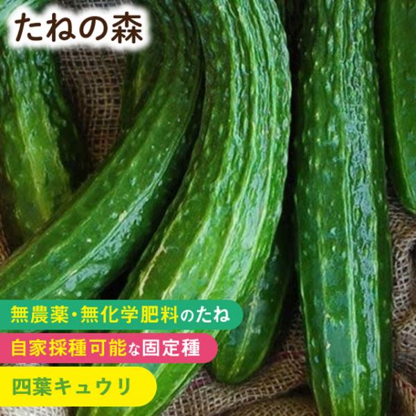 ウリ科　約30粒入蒔き時：3月下旬〜7月収　穫：6月〜11月しゃきっとした歯応えでサラダや漬物に最適！昔ながらの味わいでいぼとしわが多く、実の長さは30cm〜40cmにもなります。バイオダイナミック農法で栽培・採種された種子2025年4月 ...