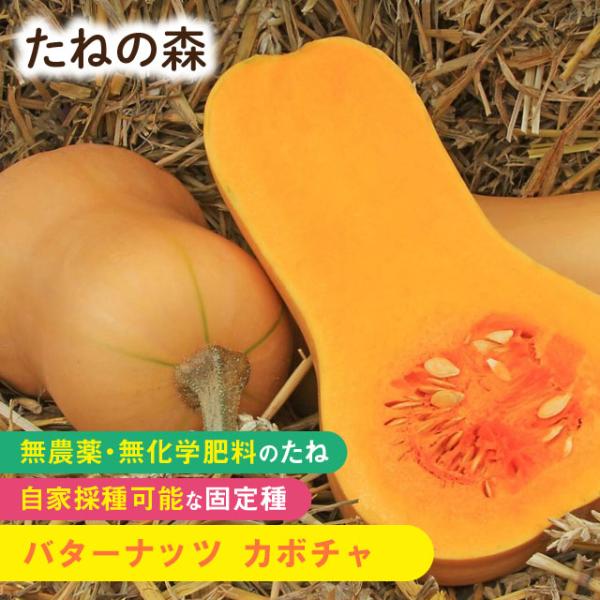 ウリ科　約12粒入蒔き時：3月下旬〜5月収　穫：7月〜9月ねっとりとした食感と豊かな甘みでスープやお菓子にすると、濃厚な味が楽しめます。作りやすく、冬まで貯蔵できます。2025年2月 発芽率 80%以上採種地 ドイツ有効期限：発芽検定月より１年