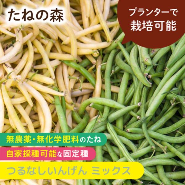 マメ科　約50粒入蒔き時：4月〜8月収　穫：6月〜11月プランターでも栽培可能なつるなしいんげんを2色ミックス！丈夫で育てやすく、味もおいしい。ごま和えや天ぷらなどでどうぞ！2025年2月 発芽率 80%以上採種地 オーストリア有効期限：発...