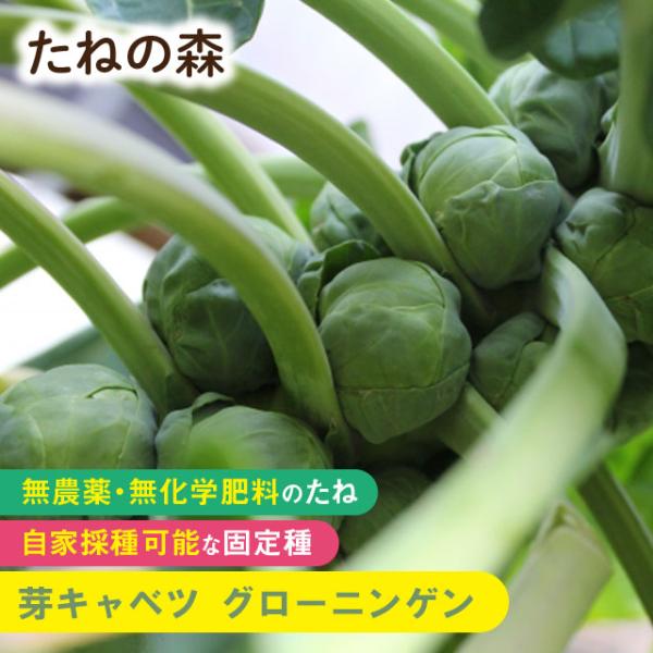 たねの森 芽キャベツ グローニンゲン 無農薬 無化学肥料 固定種 自家採種 ポイント消化