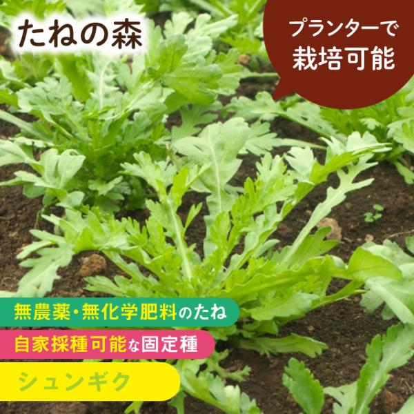 たねの森 シュンギク 無農薬 無化学肥料 固定種 自家採種 プランター栽培 ポイント消化
