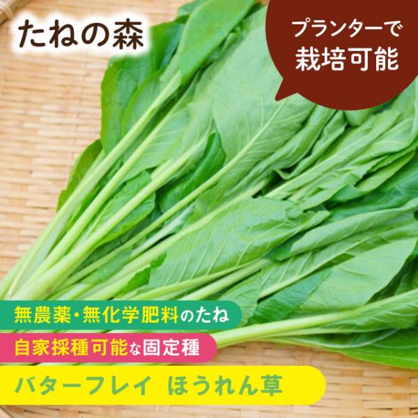 ヒユ科　約300粒入蒔き時：2月〜4月・9月〜11月収　穫：5月〜6月・10月〜3月ビタミン豊富な緑黄色野菜の代表！ちりめん模様の肉厚の葉はとても風味豊か。とう立ちが遅く、暑さに強い品種で、春・秋蒔けます。プランターでも容易に栽培できます2...