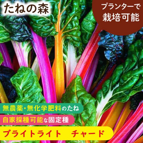 たねの森 ブライトライト チャード 無農薬 無化学肥料 固定種 自家採種 プランター栽培 ポイント消化