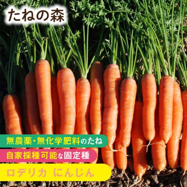 セリ科　約500粒入蒔き時：3月〜4月・7月〜8月収　穫：6月〜7月・10月〜12月甘み、香りがとても強く、ヨーロッパで人気の品種。生食やにんじんジュースなどに向きます。2025年5月 発芽率 58%以上採種地 フランス 有効期限：発芽検定...
