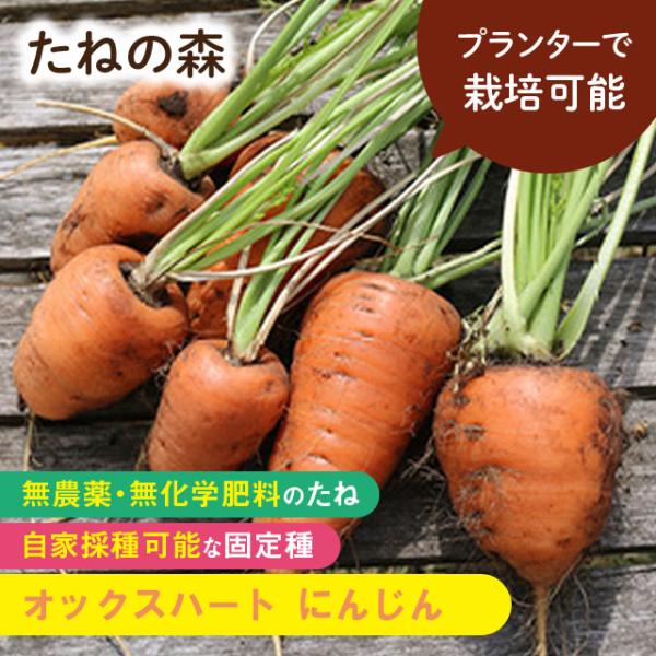 セリ科　約500粒入蒔き時：3月〜4月・7月〜8月収　穫：6月〜7月・10月〜12月1880年代にフランスで作出された品種で、長さは10cmほどと短く、太さは8cmほどにもなるハート型のにんじん。浅い土壌やプランターでも栽培可能です。202...