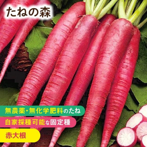 アブラナ科　約200粒入蒔き時：8月下旬〜9月収　穫：10月〜12月長さ20cmほどの大根で、鮮やかな赤色の表皮と純白の肉質が美しい。サラダや浅漬けなどに。2025年4月 発芽率 90%以上採種地 ドイツ有効期限：発芽検定月より１年