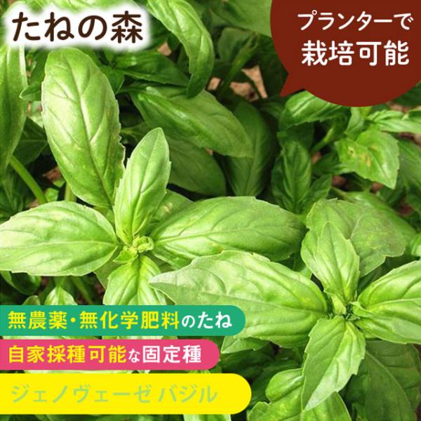 シソ科　約300粒入蒔き時：4月〜6月収　穫：6月〜10月香り高く、風味の良いスイートバジル。バジルペーストに最適！濃い緑色の葉はパスタやピザ、サラダなどに！2024年10月 発芽率 88%以上採種地 アメリカ有効期限：発芽検定月より１年