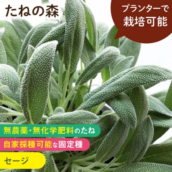 シソ科　約100粒入蒔き時：3月下旬〜4月・9月〜10月収　穫：随時古くから万病に効くとして利用されてきたハーブ。さわやかな香りで肉や魚の臭みを消してくれます。ハーブティもおいしい。浴用にも使えます。バイオダイナミック農法で栽培・採種された...