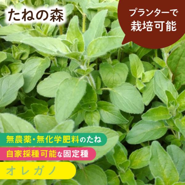 シソ科　約500粒入蒔き時：3月下旬〜4月・9月〜10月収　穫：随時ピザやトマトソースなどイタリア料理に欠かせない！料理の風味付けやハーブティの他、美しい花はドライフラワーやリースにもぴったり。2024年5月 発芽率 85%以上採種地 ドイ...