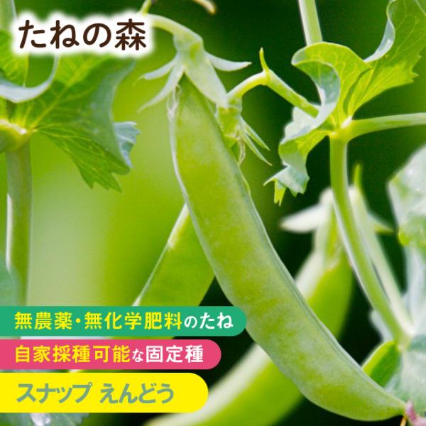 マメ科　約30粒入蒔き時：11月収　穫：5月〜6月パリッとした食感と豊かな甘みで、食べ始めると止まらない！豆が大きくなっても莢ごと食べられます！2024年8月 発芽率 90%以上採種地 埼玉県有効期限：発芽検定月より１年