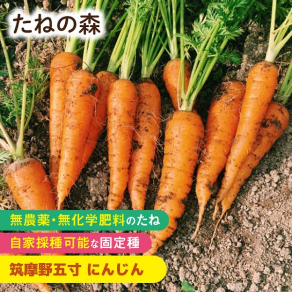セリ科　約500粒入蒔き時：3月〜4月・7月〜8月収　穫：6月〜7月・10月〜12月肉質やわらかく、加熱すると甘みが増し、とろけるおいしさ。さわやかなにんじんらしい香りで生でも美味。硬い土、やせた土でも育つたくましいにんじん。2025年9月...