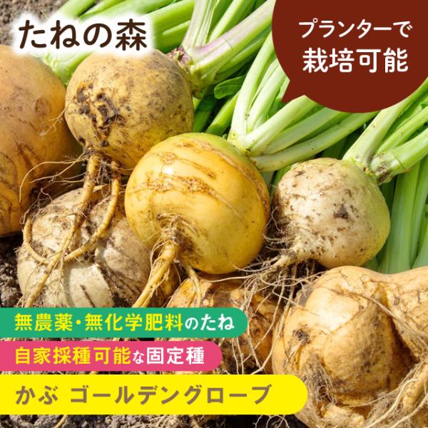 アブラナ科　約500粒入蒔き時：3月下旬〜4月・9月〜10月収　穫：5月〜6月・10月〜12月美しい黄肌のカブで、肉質緻密。加熱すると甘みが増し、全体が鮮やかな黄色になります。2025年5月 発芽率 90%以上採種地 アメリカ有効期限：発芽...