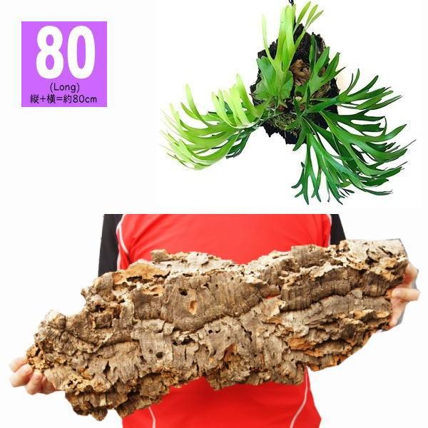 バージンコルク 周囲80サイズロング 縦 横 周囲約80cm 無調整コルクシート ディスプレイ マット コルクタイル 天然コルク樫 樹皮 園芸 天然木 Yf エリア27 通販 Yahoo ショッピング