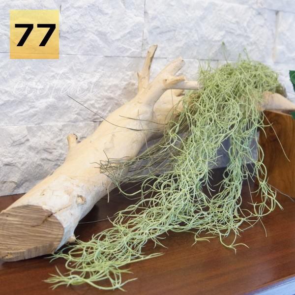 tFCNO[ nMOubV@XpjbVX77cm GAvc ^ Ǌ| lHϗtA  EH[A[g  ǖʗΉ