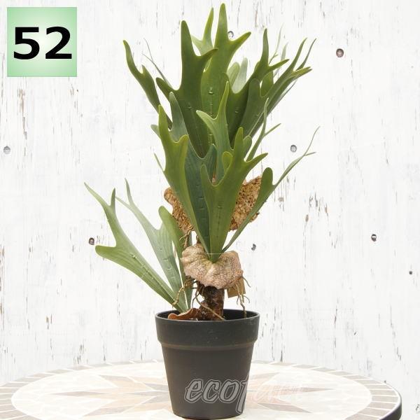 ビカクシダ コロナリウム P. coronarium 'Wai Wai' コロナリウム【vandaka】ビカクシダ