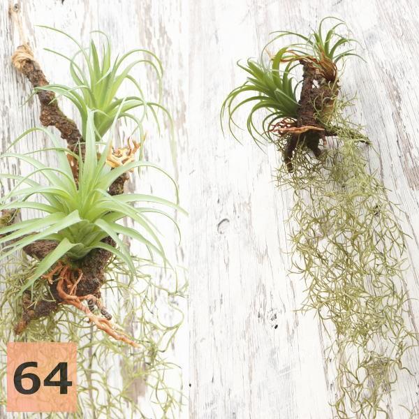 フェイクグリーン ハンギング 大型 壁掛け アレンジメント養生 チランジア モス 活着 ブッシュ 人工観葉植物 おしゃれ ウォールアート 造花 64cm Y エリア27 通販 Yahoo ショッピング