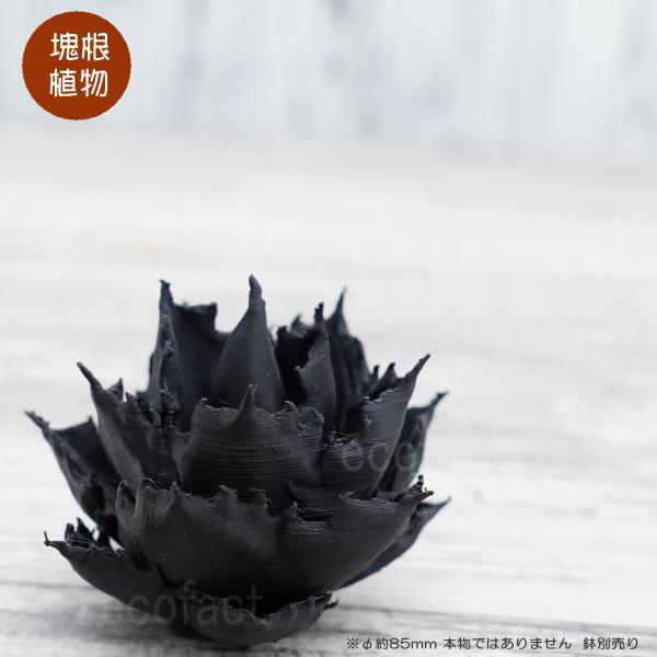 tFCNO[ 3D tBMA AKx `^m^ mg[ver. ubN  STCY I[ig lHϗtA 򍪐A R[fbNX A LOBINDON