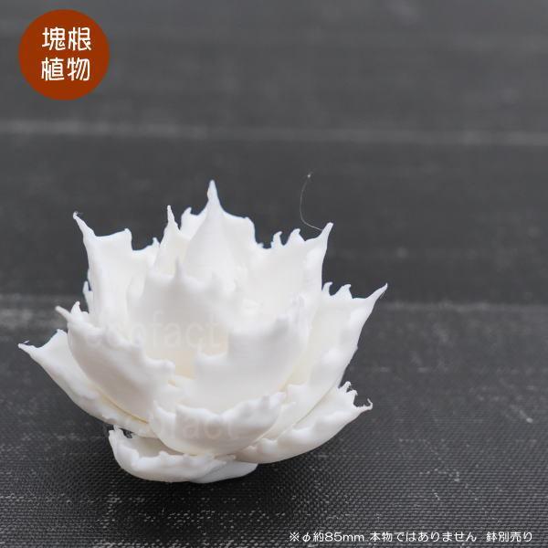 tFCNO[ 3D tBMA AKx `^m^ mg[ver. zCg  STCY I[ig lHϗtA 򍪐A R[fbNX A LOBINDON