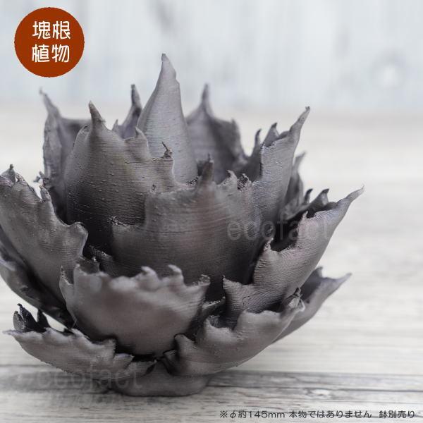 フェイクグリーン 3D フィギュア アガベ チタノタ モノトーンver. 焼鉄