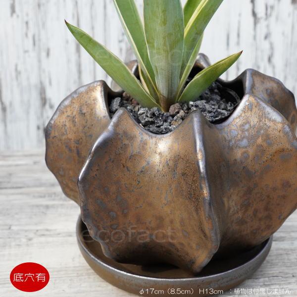 木製鉢 植木鉢 ミニポット 皿付 ムクカップs F12cm プランター 園芸鉢 観葉植物 アガベ サボテン 塊根植物 コーデックス 多肉植物 Y エリア27 通販 Yahoo ショッピング