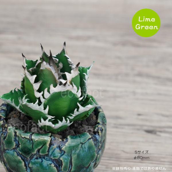フェイクグリーン 3D フィギュア アガベ チタノタ レッドキャット