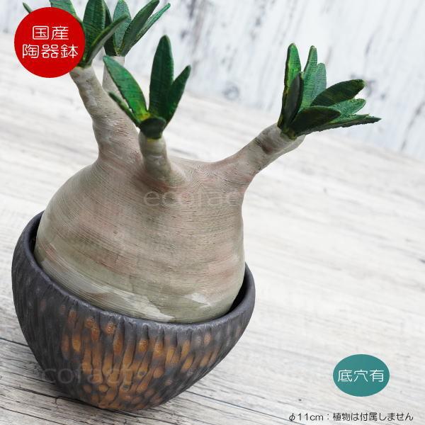 픫 Aؔ ~j|bg ꌊ BUNGA POT J[rO ʁij 11cm  킢 v^[ q Lc | ϗtA