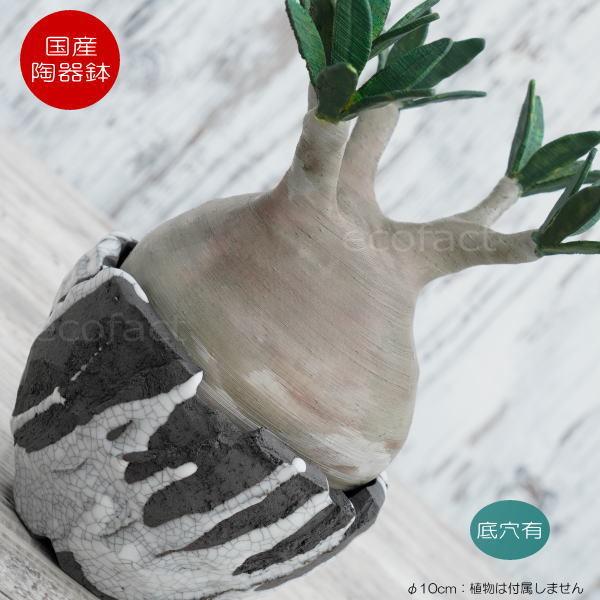 픫 Aؔ ~j|bg ꌊ BUNGA POT Lbg ѓn  10cm  킢 v^[ q Lc | ϗtA