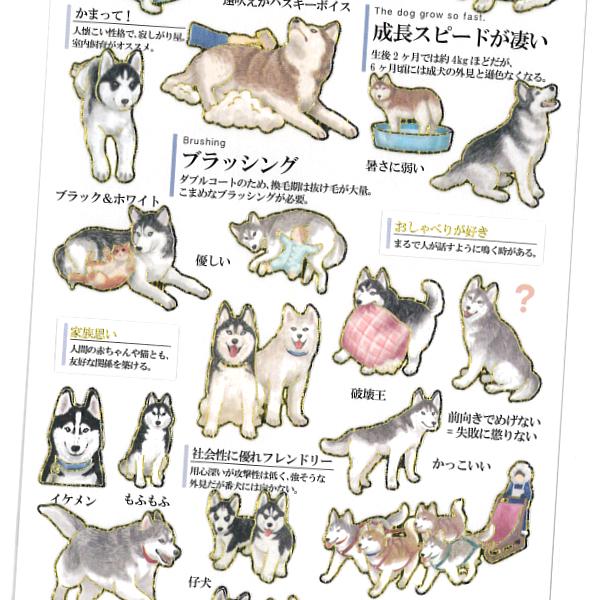 カミオジャパン 大人の図鑑シール シベリアンハスキー / 犬 金箔押し