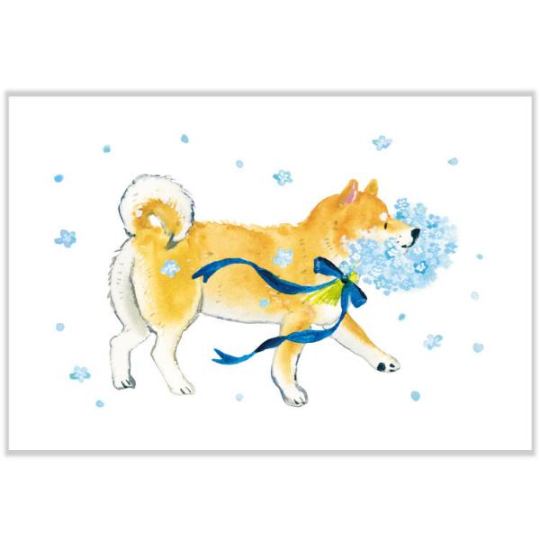 人気イラストレーター「村田なつか」さんの"しばいぬ"シリーズ。かわいい柴犬たちと春のお花がみずみずしいタッチで描かれています。春のお便りやコレクションに。柴犬/ネモフィラ/花束/ハガキ/紙の厚み：★★☆(一般的な官製ハガキよりやや厚め)■サ...